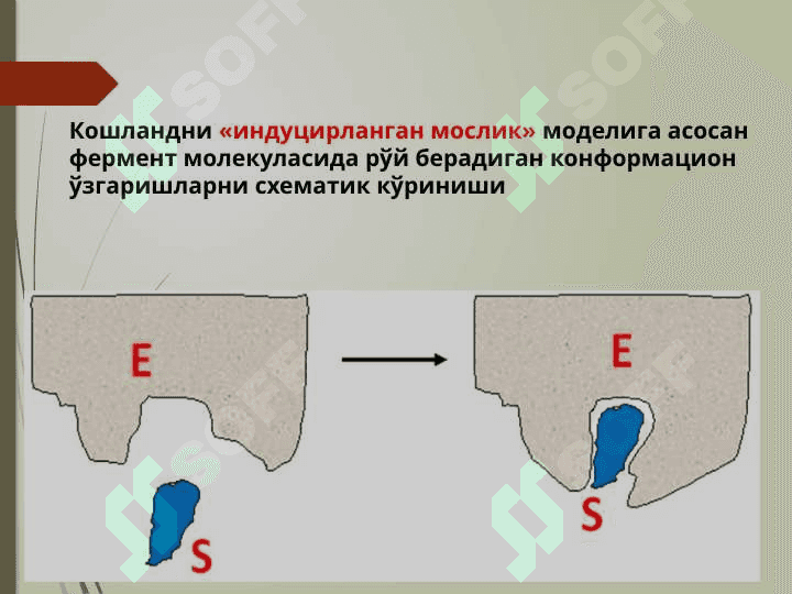 Ферментлар (2) 5