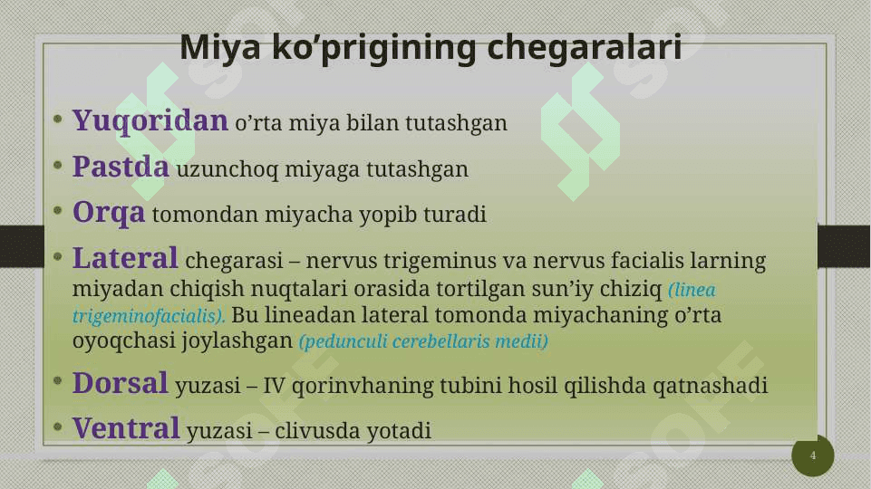 Miya ko’prigi va miyacha 4