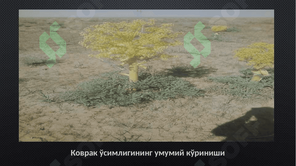 КОВРАКДАН СМОЛА ОЛИШ УСУЛЛАРИ 3