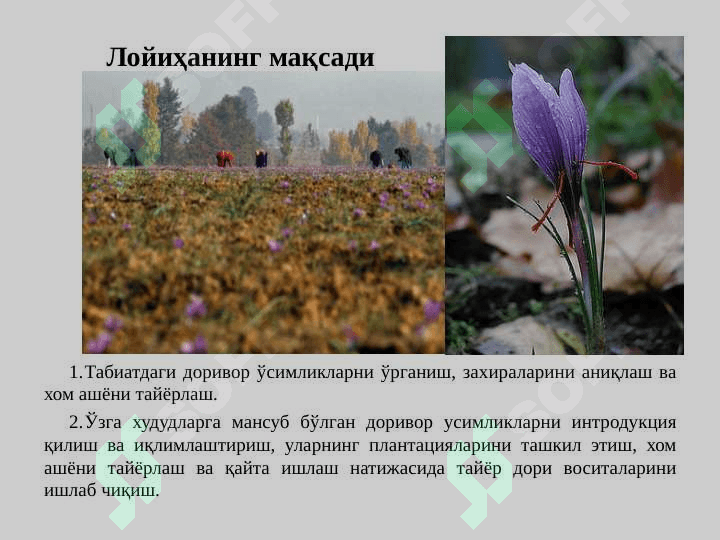 Доривор ва озуқабоп ўсимликлар хом ашёсини етиштириш, тайёрлаш ва қайта ишлашни кенгайтириш чора тадбирлари тўғрисида 3