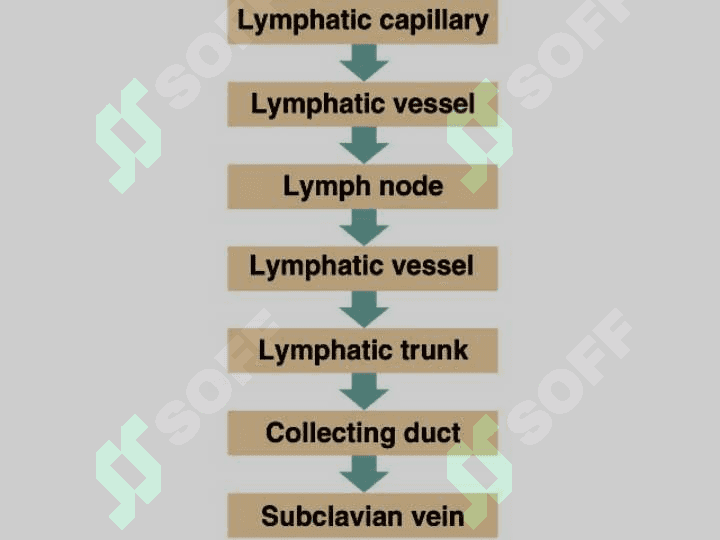 LYMPHATIC SYSTEM 8