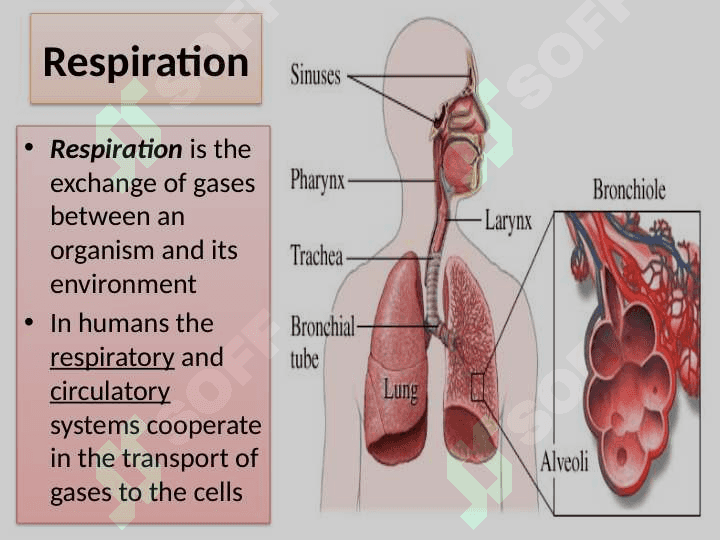 Human respiratory system (HRS) 2
