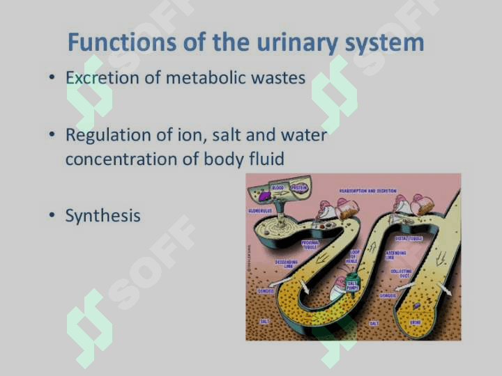 The urinary system includes 2