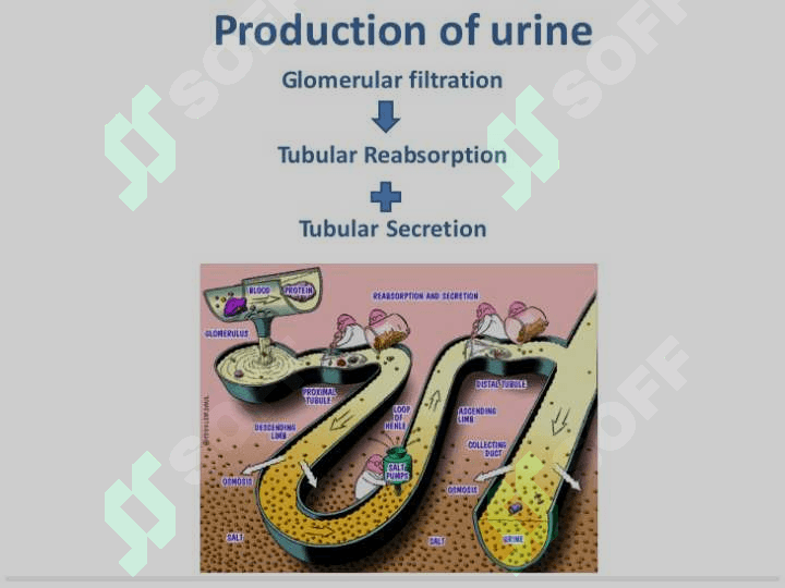 The urinary system includes 5