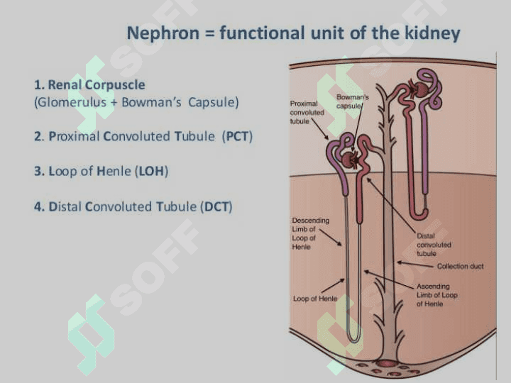 The urinary system includes 6