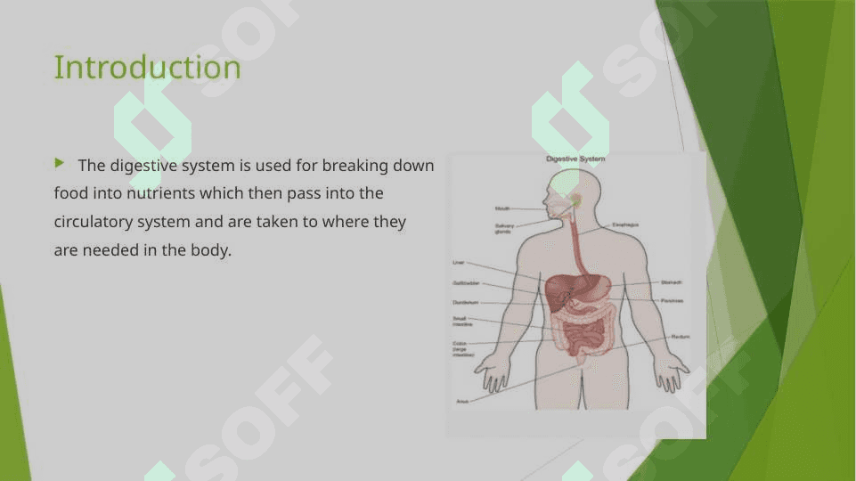 The digestive system and process of digestion and absorption 3