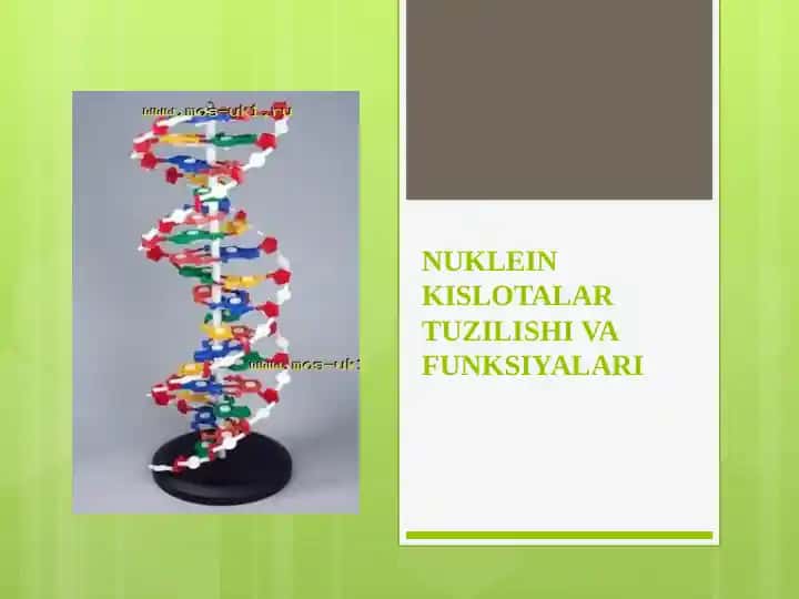 Nuklein kislotalar tuzilishi va funksiyalari