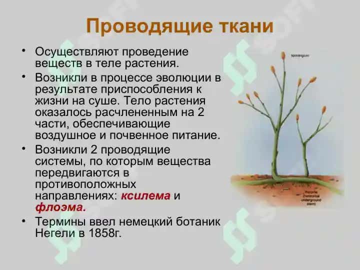 Проводящие ткани 3