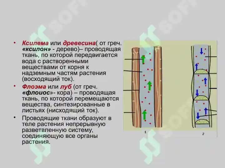 Проводящие ткани 4