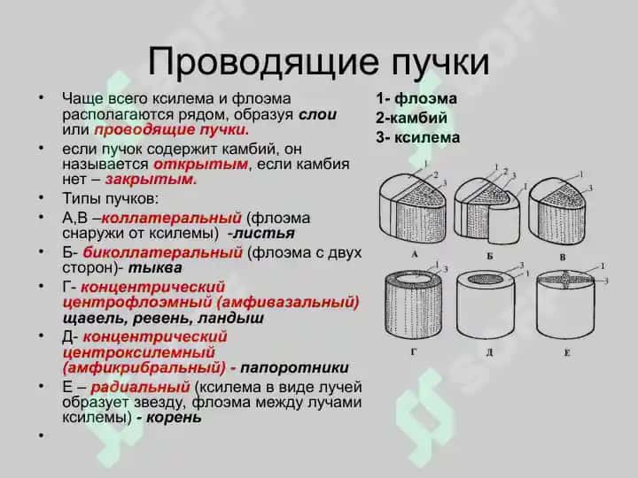 Проводящие ткани 5