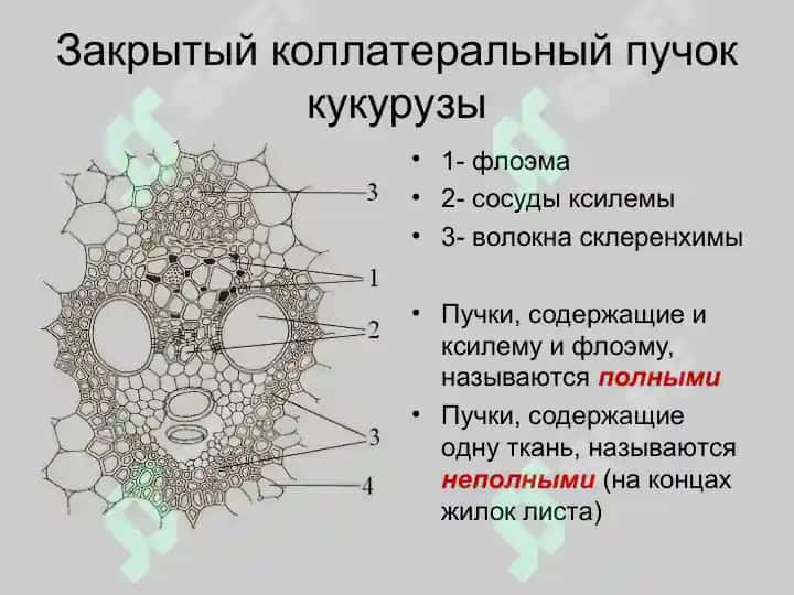 Проводящие ткани 6