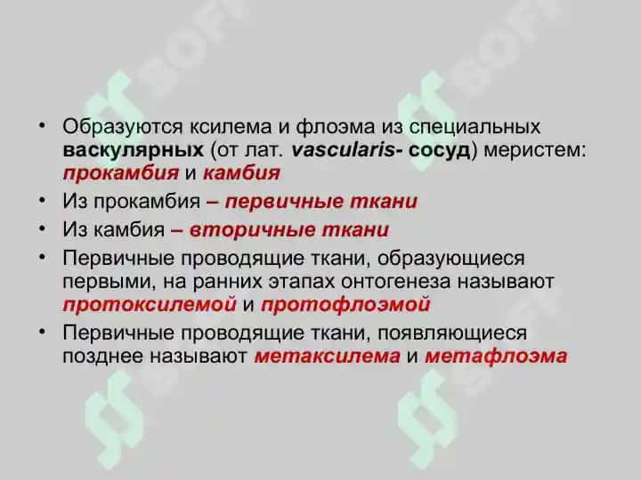 Проводящие ткани 7