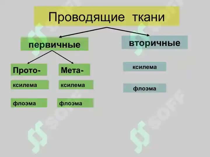Проводящие ткани 8