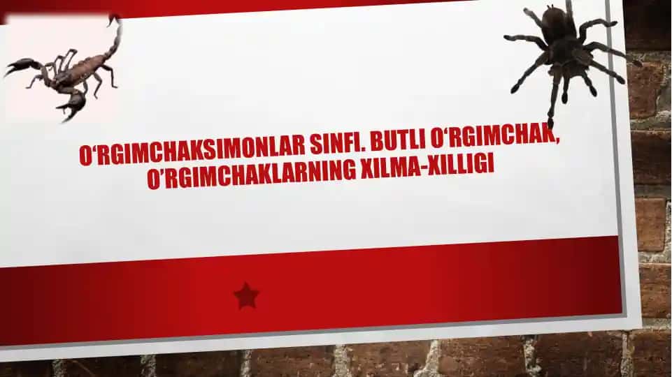 O‘rgimchaksimonlar sinfi. Butli o‘rgimchak