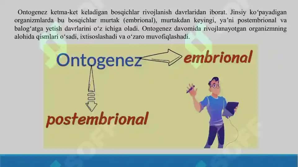 Ontogenez. Taqdimot 12 sahifa. 3