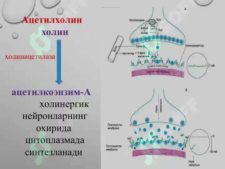 n xolinoretseptorlar 6