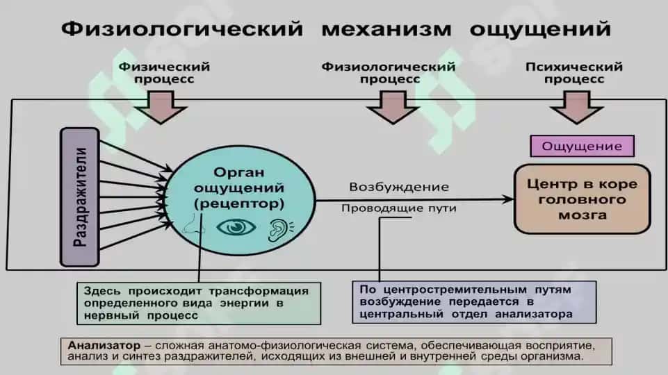 Психология когнитивных процессов 4