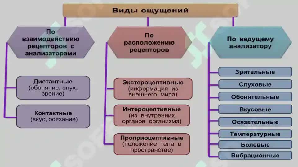 Психология когнитивных процессов 5
