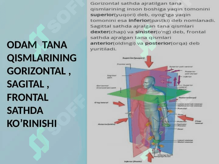 ANATOMIK  IBORALARNING TARJIMASI 4