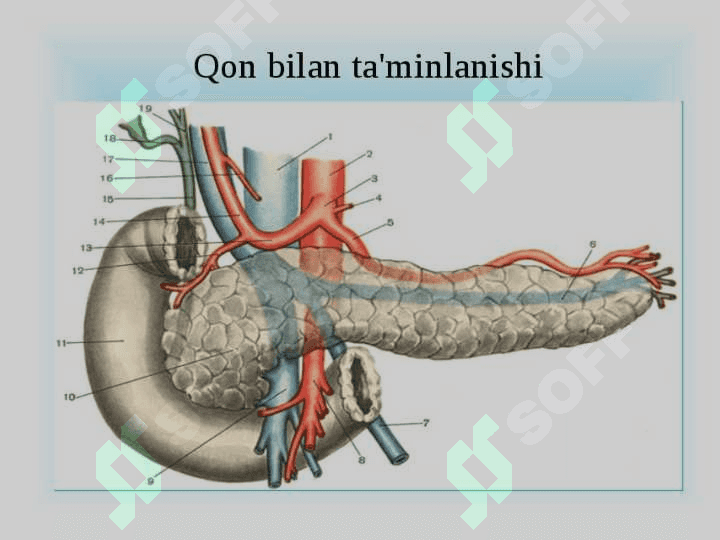 Pankreatitlarni xirurgik davolash usullari 4