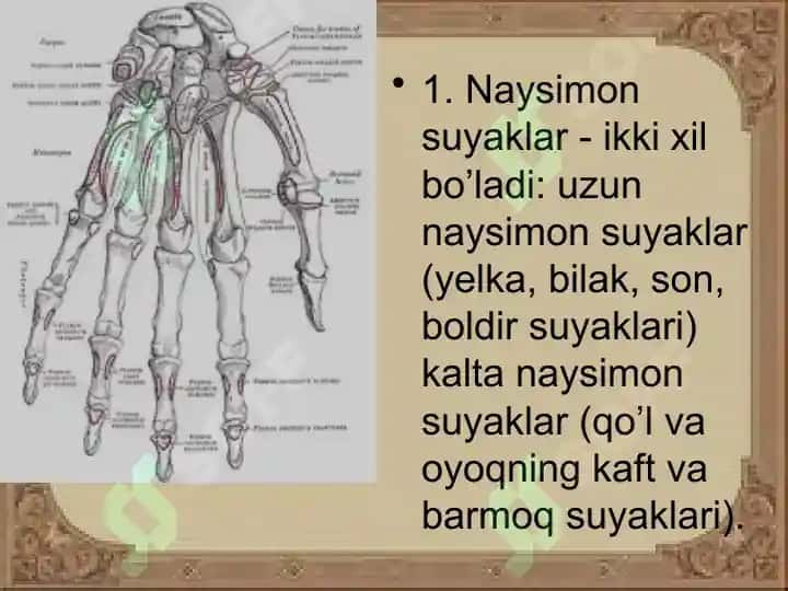 Qo`lsuyaklari 2