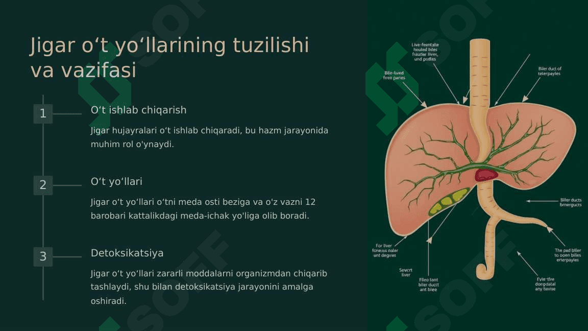 Jigar oʻt yoʻllari va meda osti bezi 2
