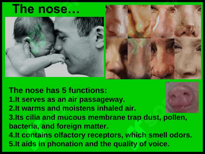 Respiratory system 7