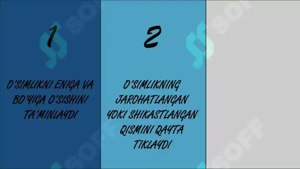 O'simlik to'qimalari 8