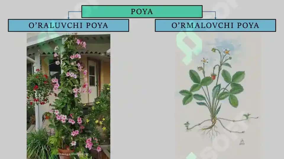Novda va Poya 8