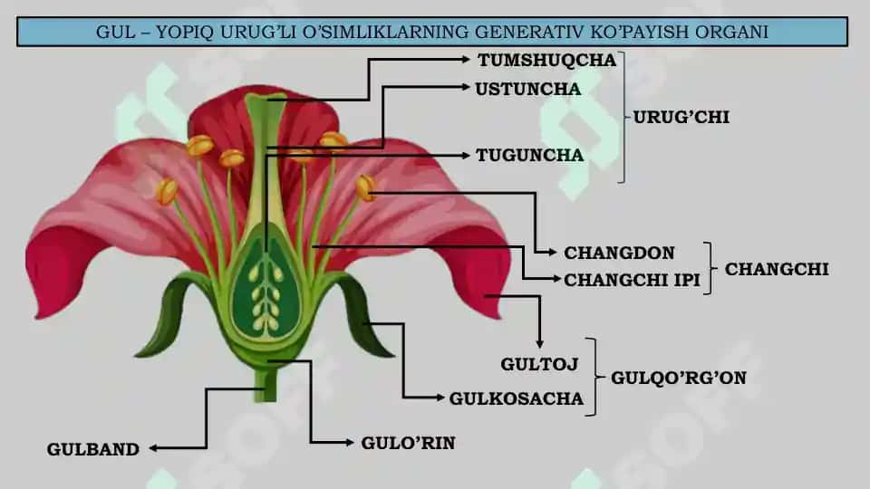 Gul va uning tuzilishi 2