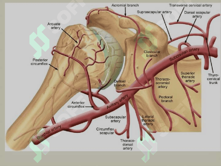 Qo`l arteriyalari anatomiyasi 5