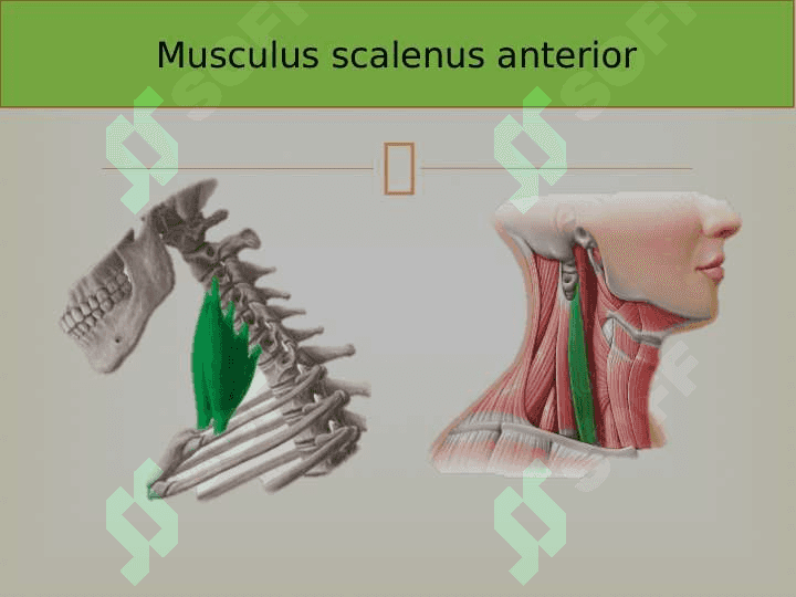 Qo`l arteriyalari anatomiyasi 6