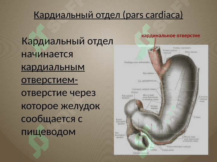 желудок oshqozon anatomiyasi 3