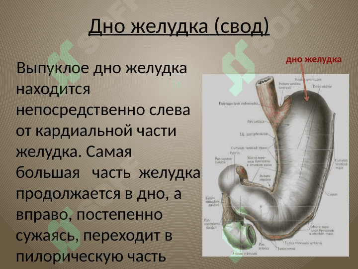 желудок oshqozon anatomiyasi 4
