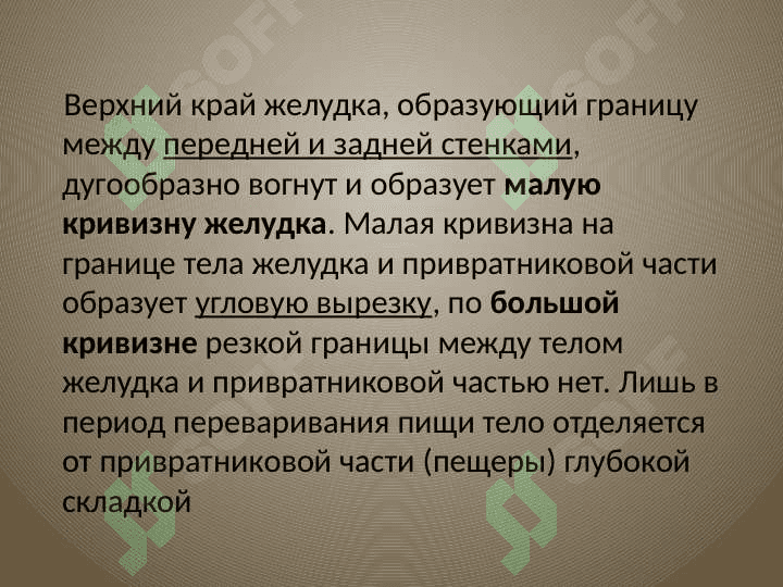 желудок oshqozon anatomiyasi 7