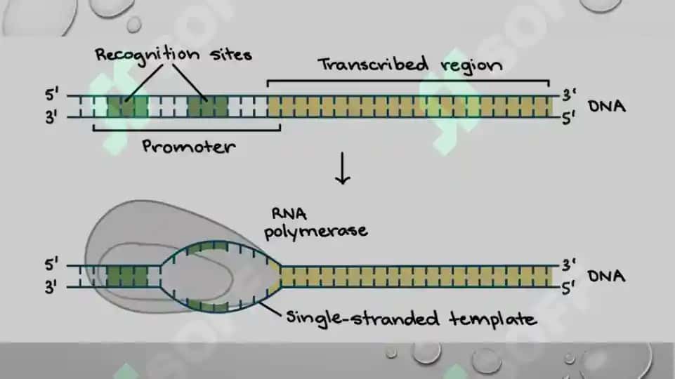 Oqsil biosintezi ingibitorlari 8