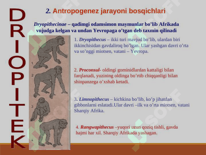 ODAM EVOLUTSIYASI 8