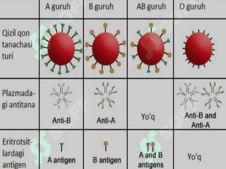 Qon guruhi va rezus faktorni aniqlash 3