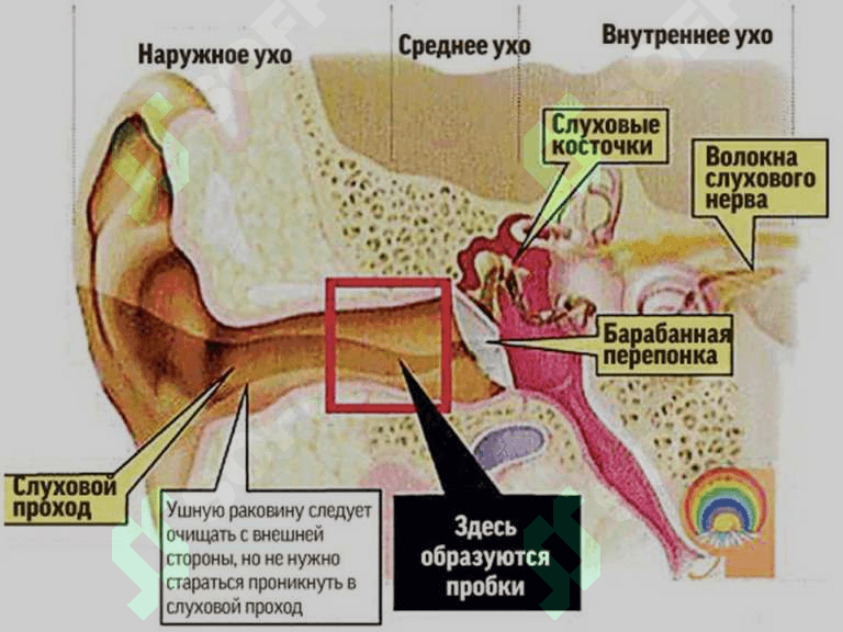 Sezgi organlari 6