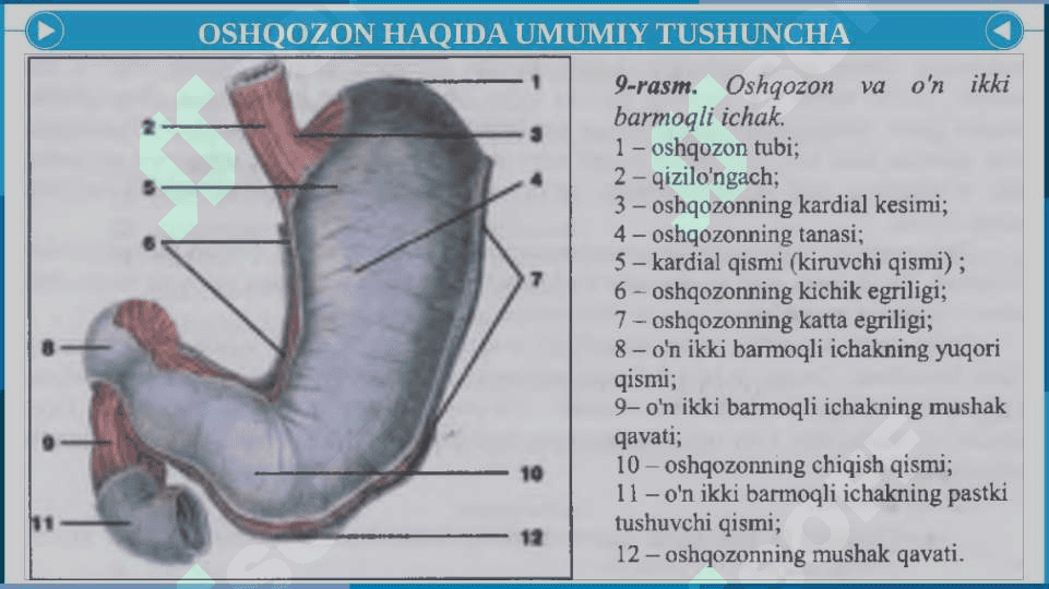 OSHQOZON DISPEPSIYASI SINDROMI 6