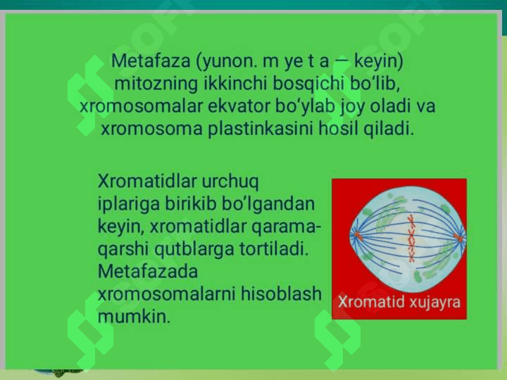 HUJAYRALARNING MITOTIK VA HAYOTIY SIKLI. 6