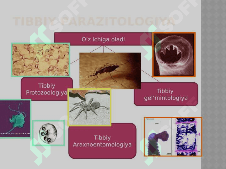 TIBBIY PARAZITOLOGIYA. 5