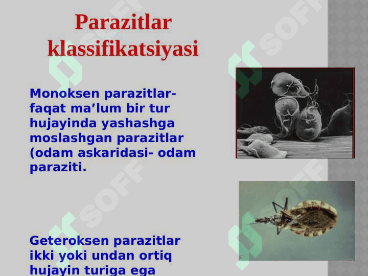 TIBBIY PARAZITOLOGIYA. 8
