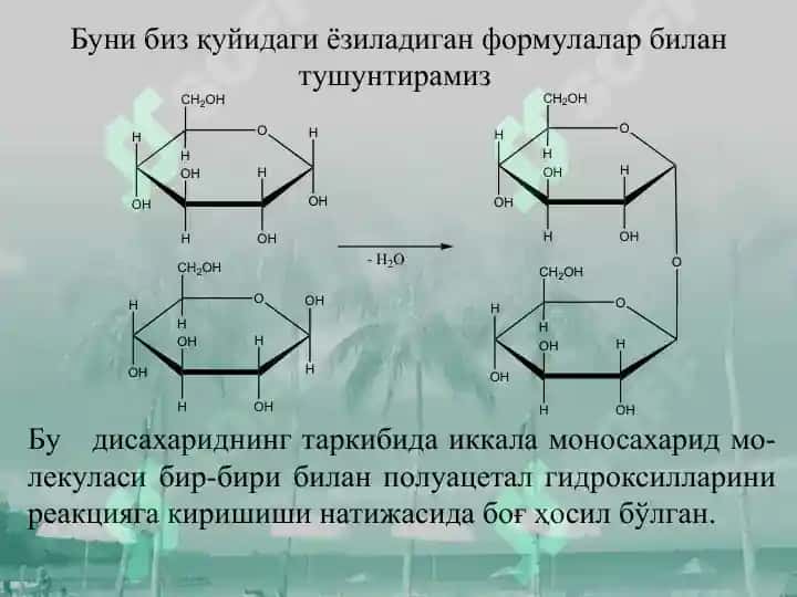 ОЛИГОСАХАРИДЛАР, ПОЛИСАХАРИДЛАР 6