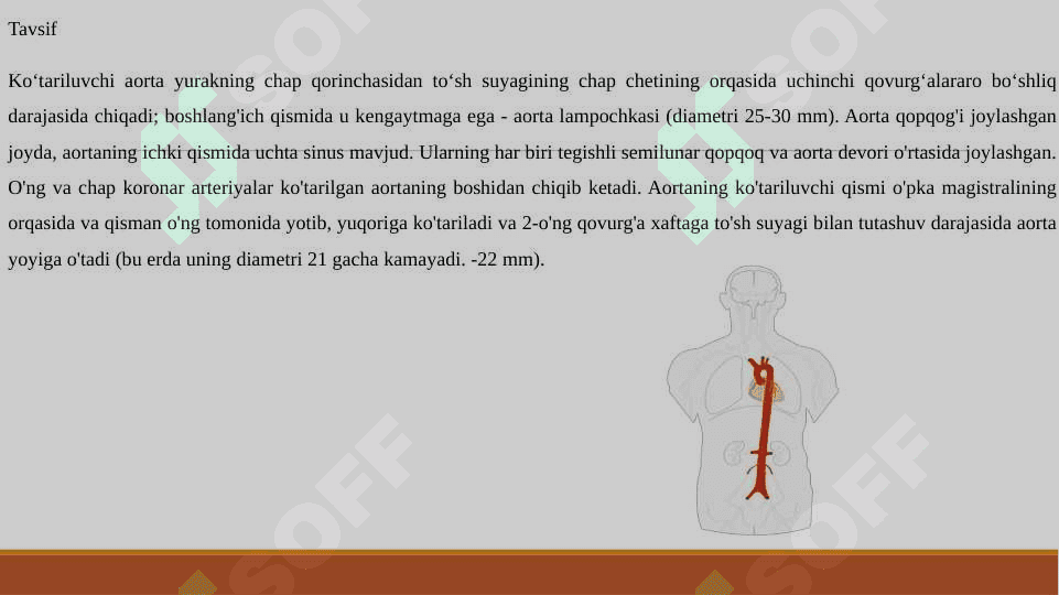 Aorta 4