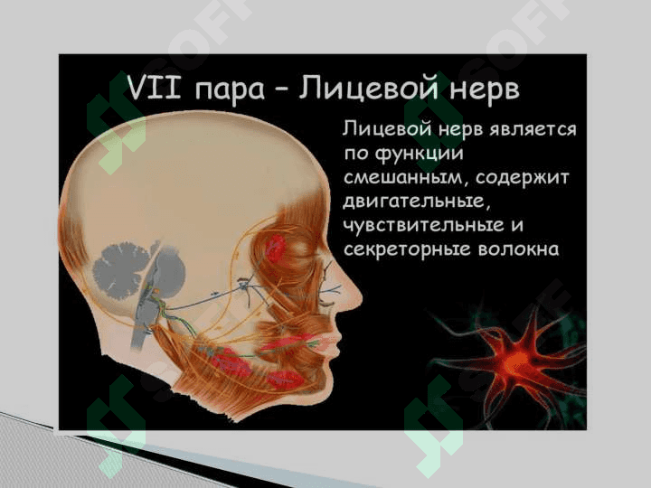 Черепномозговые нервы 8