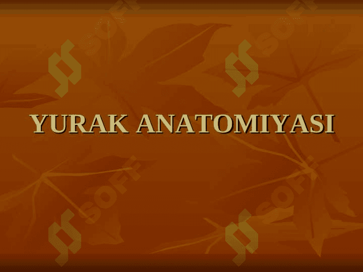 Yurak anatomiyasi. To`liq 2