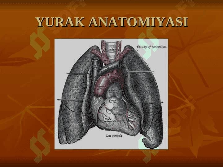 Yurak anatomiyasi. To`liq 3