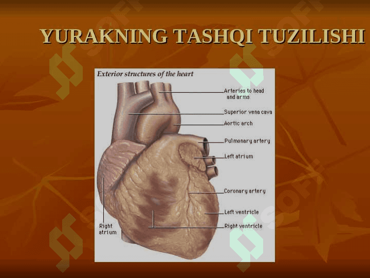 Yurak anatomiyasi. To`liq 7