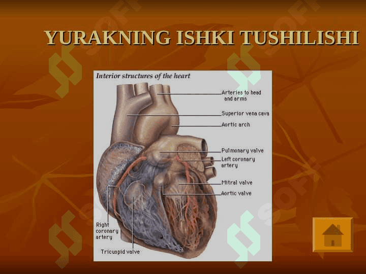 Yurak anatomiyasi. To`liq 8